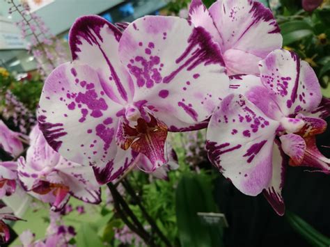 Unveiling the Colors: Understanding the Different Varieties of Phalaenopsis Magic Art